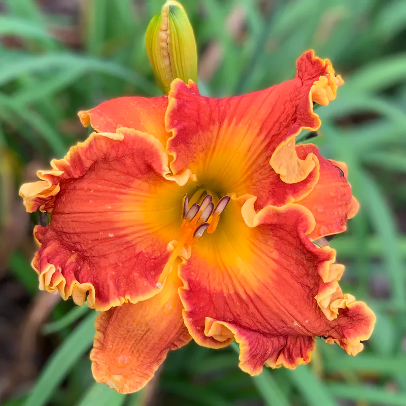 For Sale catalog image