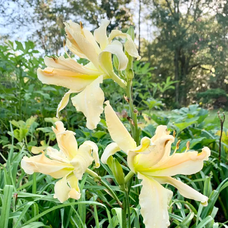 Kay Cline's Introductions catalog image