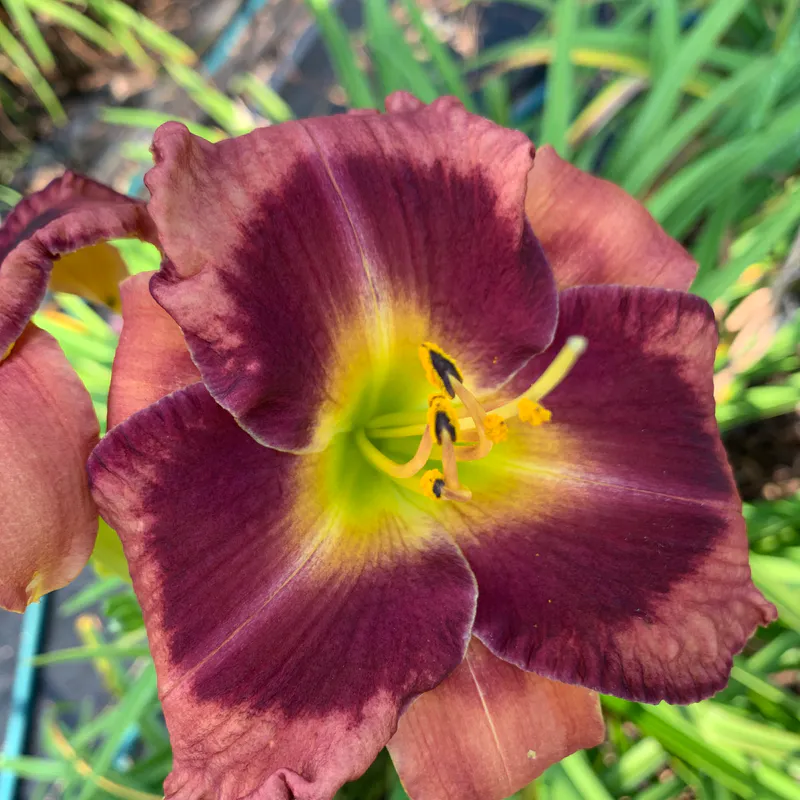 All Rolling Oaks Daylilies catalog image
